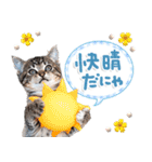 ねこちぃず♡梅雨〜初夏ver（個別スタンプ：12）