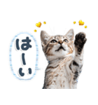 ねこちぃず♡梅雨〜初夏ver（個別スタンプ：13）