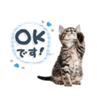 ねこちぃず♡梅雨〜初夏ver（個別スタンプ：14）