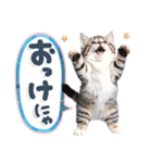 ねこちぃず♡梅雨〜初夏ver（個別スタンプ：15）