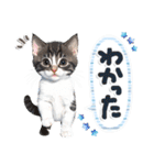 ねこちぃず♡梅雨〜初夏ver（個別スタンプ：16）