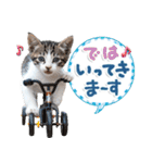 ねこちぃず♡梅雨〜初夏ver（個別スタンプ：17）