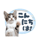 ねこちぃず♡梅雨〜初夏ver（個別スタンプ：19）