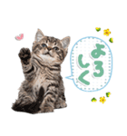 ねこちぃず♡梅雨〜初夏ver（個別スタンプ：24）