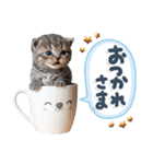 ねこちぃず♡梅雨〜初夏ver（個別スタンプ：25）