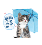 ねこちぃず♡梅雨〜初夏ver（個別スタンプ：27）