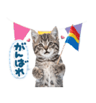 ねこちぃず♡梅雨〜初夏ver（個別スタンプ：28）
