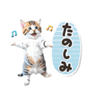ねこちぃず♡梅雨〜初夏ver（個別スタンプ：29）