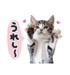 ねこちぃず♡梅雨〜初夏ver（個別スタンプ：31）