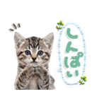 ねこちぃず♡梅雨〜初夏ver（個別スタンプ：33）