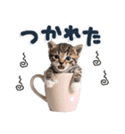 ねこちぃず♡梅雨〜初夏ver（個別スタンプ：35）