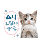 ねこちぃず♡梅雨〜初夏ver（個別スタンプ：37）
