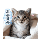 ねこちぃず♡梅雨〜初夏ver（個別スタンプ：39）