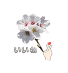 かわいい花のあいさつスタンプ（個別スタンプ：1）