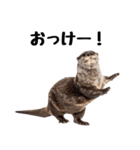 かわうそトーク2（個別スタンプ：2）