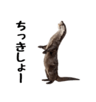 かわうそトーク2（個別スタンプ：30）