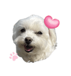 かわいいマルチーズ♡あいさつスタンプ（個別スタンプ：1）