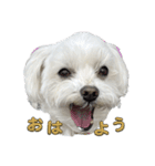 かわいいマルチーズ♡あいさつスタンプ（個別スタンプ：2）