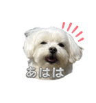 かわいいマルチーズ♡あいさつスタンプ（個別スタンプ：5）