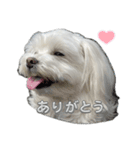 かわいいマルチーズ♡あいさつスタンプ（個別スタンプ：13）