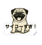 パグ犬の 《メッセージスタンプ》（個別スタンプ：12）