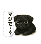 パグ犬の 《メッセージスタンプ》（個別スタンプ：13）