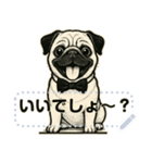 パグ犬の 《メッセージスタンプ》（個別スタンプ：14）