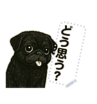 パグ犬の 《メッセージスタンプ》（個別スタンプ：15）