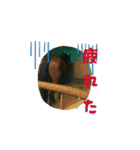 馬好きのためのスタンプ②（個別スタンプ：13）