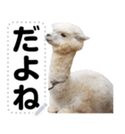 アルパカのメッセージスタンプ（個別スタンプ：11）