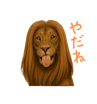 サラサラロングヘアーライオン1（個別スタンプ：4）