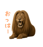 サラサラロングヘアーライオン1（個別スタンプ：7）