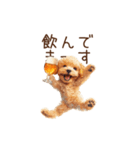 今日も一杯！トイプーのほろ酔いダンス（個別スタンプ：22）