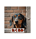 ダックスフンドだよ！（個別スタンプ：31）