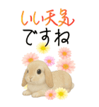 BIG うさぎとリスたちお花たくさんスタンプ（個別スタンプ：16）