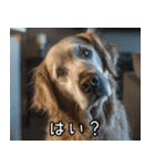 犬が言うから仕方ない。（個別スタンプ：3）
