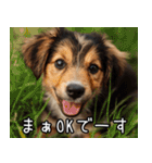 犬が言うから仕方ない。（個別スタンプ：4）