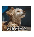 犬が言うから仕方ない。（個別スタンプ：5）