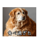 犬が言うから仕方ない。（個別スタンプ：6）