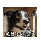 犬が言うから仕方ない。（個別スタンプ：8）