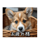 犬が言うから仕方ない。（個別スタンプ：9）