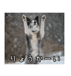 犬が言うから仕方ない。（個別スタンプ：10）