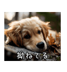犬が言うから仕方ない。（個別スタンプ：12）