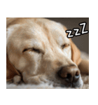 犬が言うから仕方ない。（個別スタンプ：14）