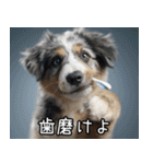 犬が言うから仕方ない。（個別スタンプ：17）