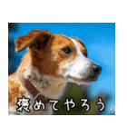 犬が言うから仕方ない。（個別スタンプ：19）