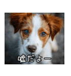 犬が言うから仕方ない。（個別スタンプ：20）