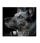 犬が言うから仕方ない。（個別スタンプ：21）