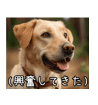 犬が言うから仕方ない。（個別スタンプ：22）