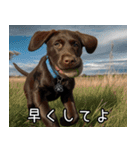 犬が言うから仕方ない。（個別スタンプ：24）